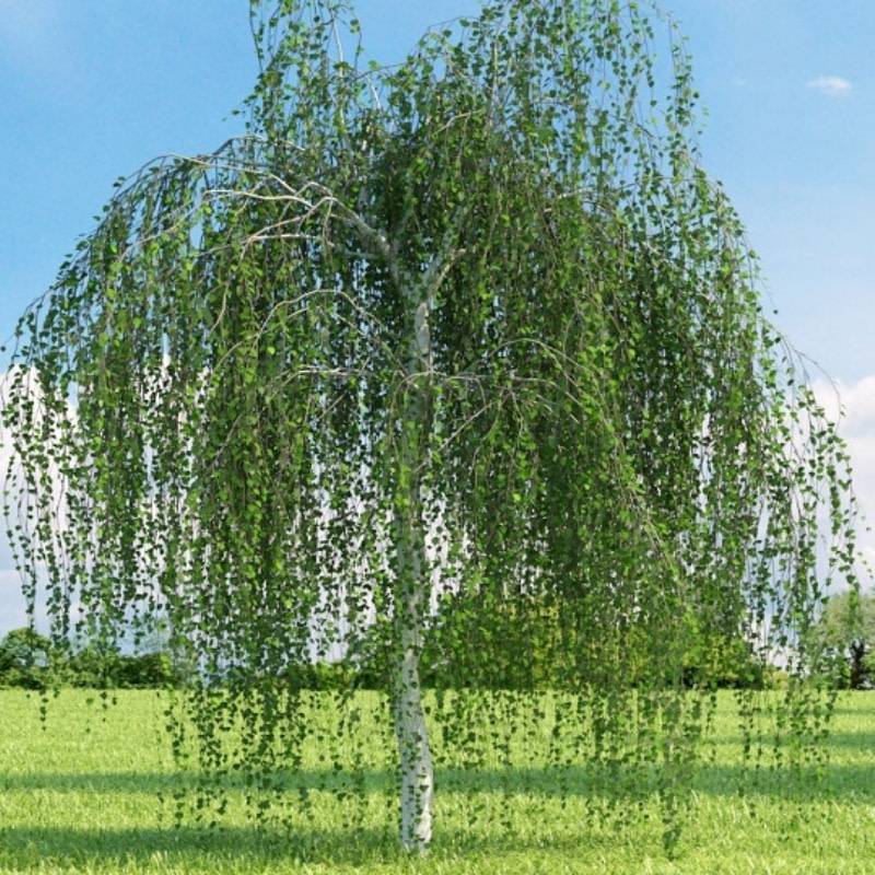 BETULA PENDULA 